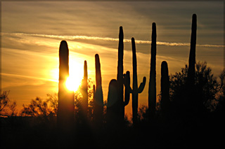 Keitan - saguaro